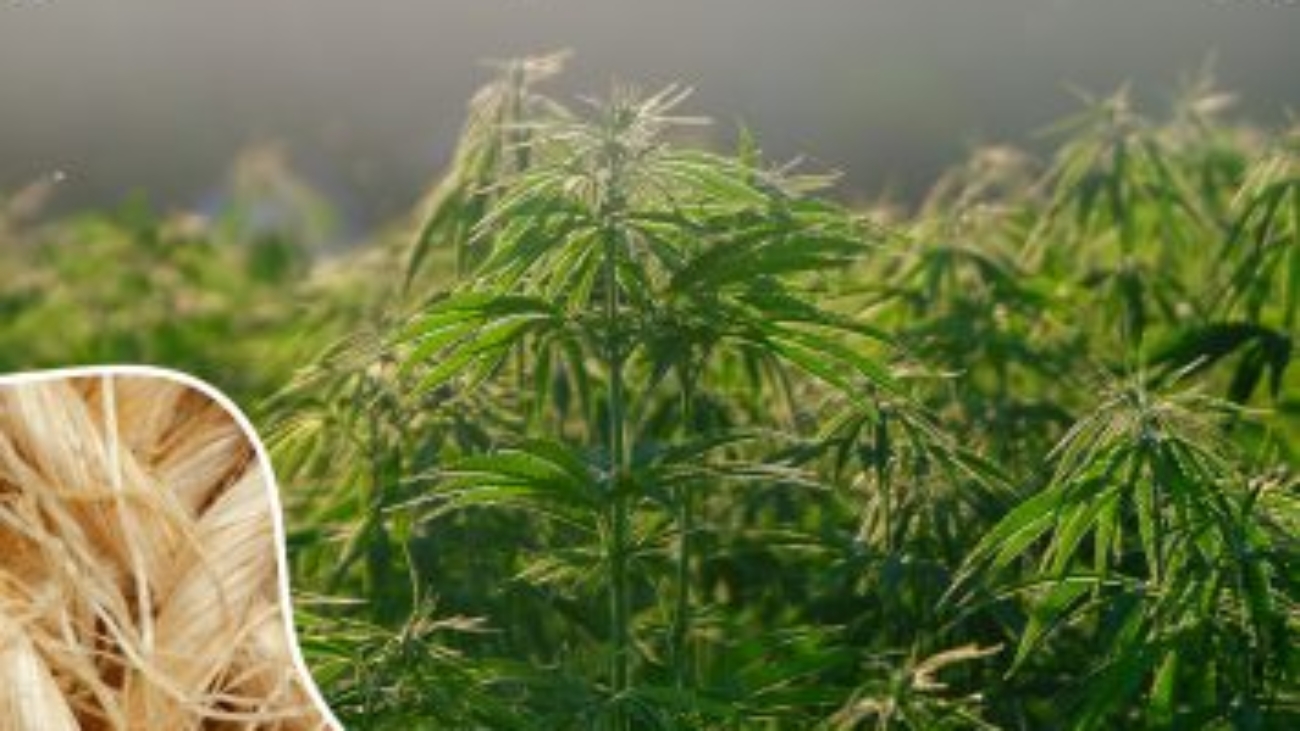 rise of hemp